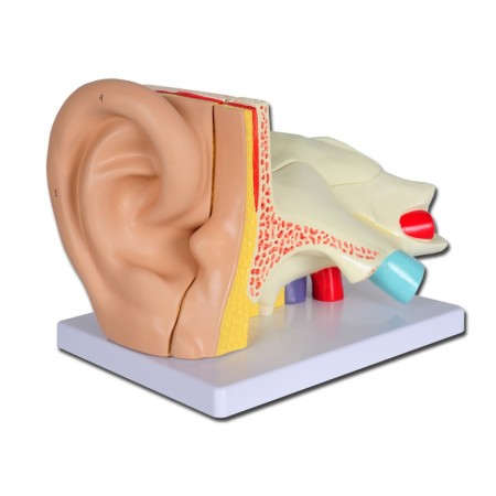 ALTAY SCIENTIFIC MODELLINO ANATOMICO ORECCHIO 5 PARTI