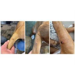 CRYOMEGA KIT CRIOCHIRURGICO VET DUAL DELIVERY