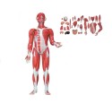 ALTAY SCIENTIFIC MODELLO ANATOMICO FIGURA UMANA MUSCOLARE