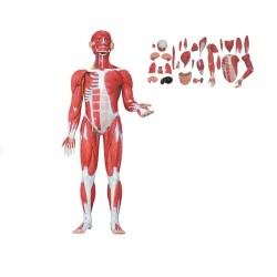 ALTAY SCIENTIFIC MODELLO ANATOMICO FIGURA UMANA MUSCOLARE