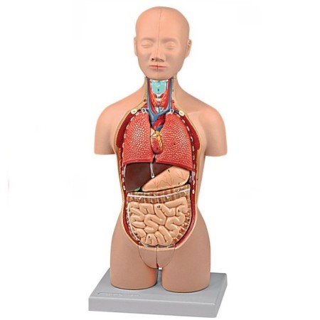 ALTAY SCIENTIFIC MODELLO ANATOMICO MINI TORSO