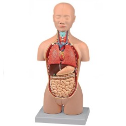 ALTAY SCIENTIFIC MODELLO ANATOMICO MINI TORSO