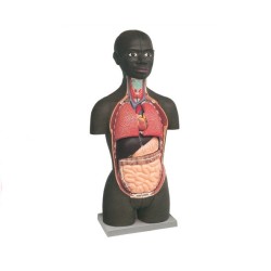 ALTAY SCIENTIFIC MODELLO ANATOMICO MINI TORSO AFRICANO