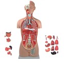 ALTAY SCIENTIFIC MODELLO ANATOMICO TORSO UNI SEX (CON PARTI AMOVIBILI)