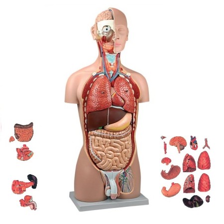 ALTAY SCIENTIFIC MODELLO ANATOMICO TORSO BI SEX (CON PARTI AMOVIBILI)