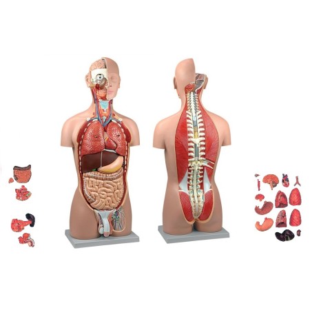ALTAY SCIENTIFIC MODELLO ANATOMICO TORSO BI SEX SCHIENA APERTA (CON PARTI AMOVIBILI)