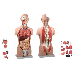 ALTAY SCIENTIFIC MODELLO ANATOMICO TORSO BI SEX SCHIENA APERTA (CON PARTI AMOVIBILI)