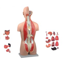 ALTAY SCIENTIFIC MODELLO ANATOMICO TORSO MUSCOLARE SCHIENA APERTA(CON PARTI AMOVIBILI)