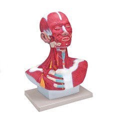 ALTAY SCIENTIFIC MODELLO ANATOMICO MUSCOLATURA TESTA COLLO
