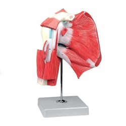 ALTAY SCIENTIFIC MODELLO ANATOMICO MUSCOLI DELLA SPALLA