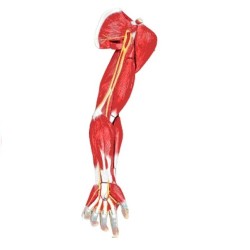 ALTAY SCIENTIFIC MODELLO ANATOMICO MUSCOLI DEL BRACCIO