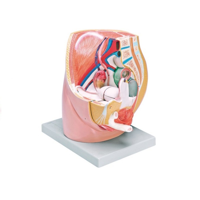 ALTAY SCIENTIFIC MODELLO ANATOMICO GENITALI FEMMINILI