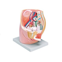 ALTAY SCIENTIFIC MODELLO ANATOMICO GENITALI FEMMINILI