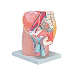 ALTAY SCIENTIFIC MODELLO ANATOMICO GENITALI MASCHILI