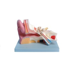 ALTAY SCIENTIFIC MODELLINO ANATOMICO ORECCHIO 3 PARTI