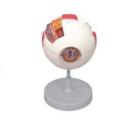 ALTAY SCIENTIFIC MODELLINO ANATOMICO OCCHIO 6 PARTI