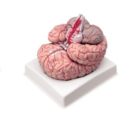 ALTAY SCIENTIFIC MODELLINO ANATOMICO CERVELLO