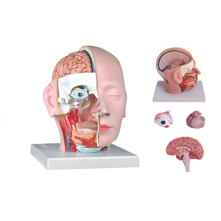 ALTAY SCIENTIFIC MODELLINO ANATOMICO TESTA SCOMPONIBILE - 4 PARTI