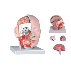ALTAY SCIENTIFIC MODELLINO ANATOMICO TESTA SCOMPONIBILE - 4 PARTI