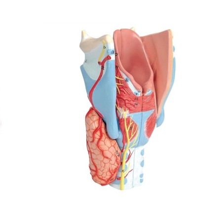 ALTAY SCIENTIFIC MODELLINO ANATOMICO LARINGE