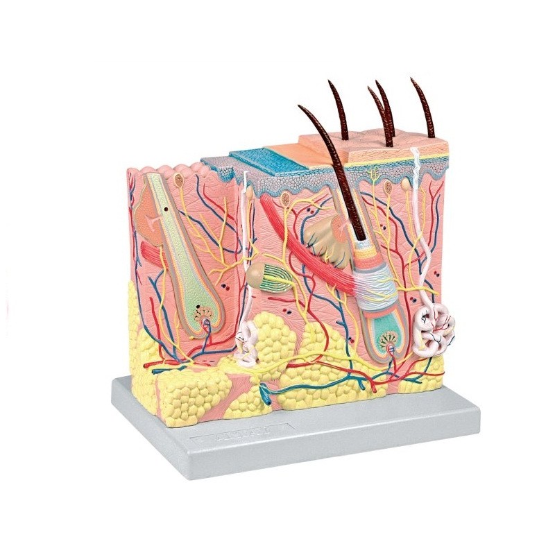 ALTAY SCIENTIFIC MODELLINO ANATOMICO CUTE