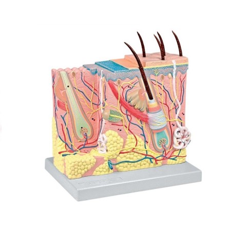 ALTAY SCIENTIFIC MODELLINO ANATOMICO CUTE