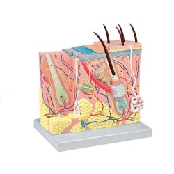 ALTAY SCIENTIFIC MODELLINO ANATOMICO CUTE