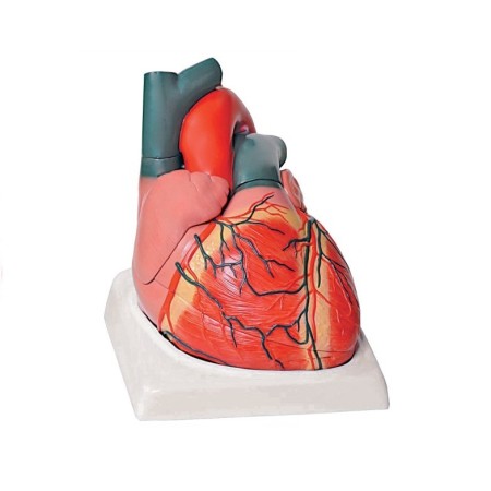 ALTAY SCIENTIFIC MODELLINO ANATOMICO CUORE - 4 parti