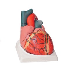 ALTAY SCIENTIFIC MODELLINO ANATOMICO CUORE - 4 parti