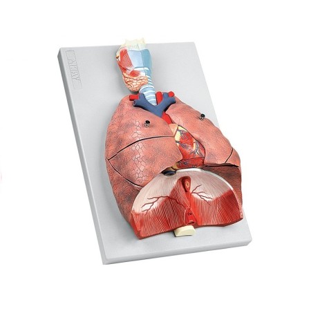 ALTAY SCIENTIFIC MODELLINO ANATOMICO SISTEMA RESPIRATORIO