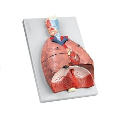 ALTAY SCIENTIFIC MODELLINO ANATOMICO SISTEMA RESPIRATORIO