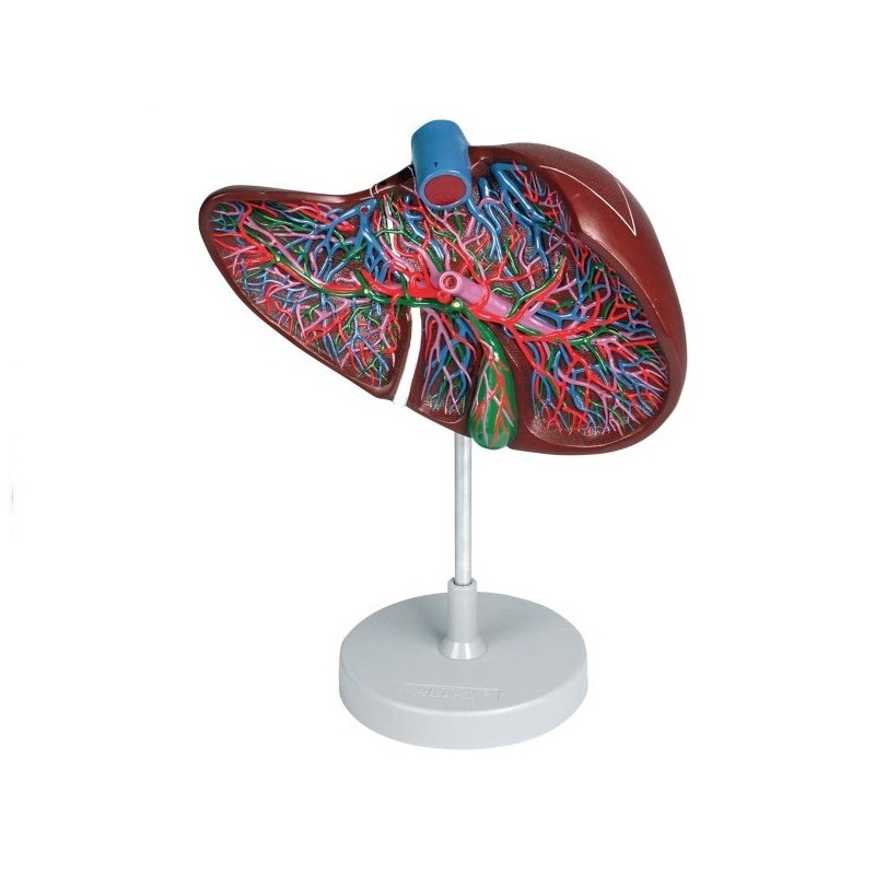 ALTAY SCIENTIFIC MODELLO ANATOMICO SEZIONE FEGATO CON CISTIFELEA