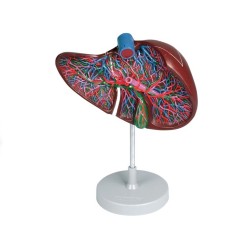 ALTAY SCIENTIFIC MODELLO ANATOMICO SEZIONE FEGATO CON CISTIFELEA
