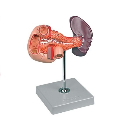 ALTAY SCIENTIFIC MODELLO ANATOMICO PANCREAS, DUODENO E MILZA