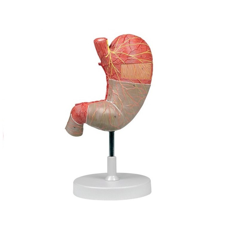 ALTAY SCIENTIFIC MODELLO ANATOMICO STOMACO