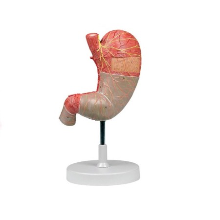 ALTAY SCIENTIFIC MODELLO ANATOMICO STOMACO