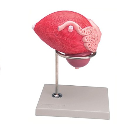 ALTAY SCIENTIFIC MODELLO ANATOMICO VESCICA URINARIA MASCHILE CON PROSTATA
