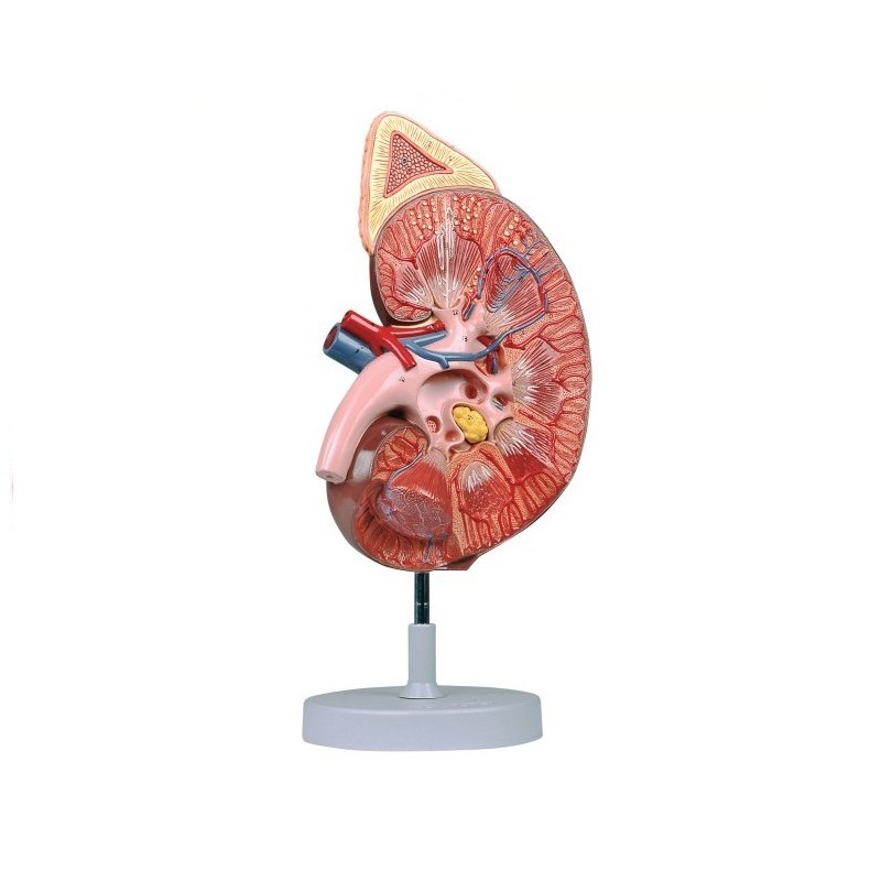 ALTAY SCIENTIFIC MODELLO ANATOMICO RENE CON GHIANDOLA SURRENALE E CORPUSCOLO RENALE
