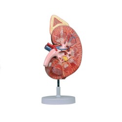 ALTAY SCIENTIFIC MODELLO ANATOMICO RENE CON GHIANDOLA SURRENALE E CORPUSCOLO RENALE