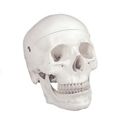 GIMA  MODELLO ANATOMICO CRANIO UMANO - 1X