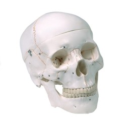 ALTAY SCIENTIFIC MODELLO ANATOMICO CRANIO UMANO NUMERATO