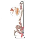 GIMA MODELLO ANATOMICO COLONNA VERTEBRALE CON FEMORE E MUSCOLO