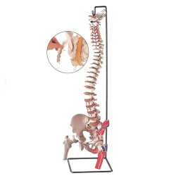 ALTAY SCIENTIFIC MODELLO ANATOMICO COLONNA VERTEBRALE CON FEMORE E MUSCOLO