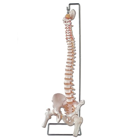 ALTAY SCIENTIFIC MODELLO ANATOMICO COLONNA VERTEBRALE FEMORE E OSSO SACRO