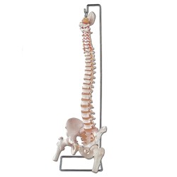 ALTAY SCIENTIFIC MODELLO ANATOMICO COLONNA VERTEBRALE FEMORE E OSSO SACRO