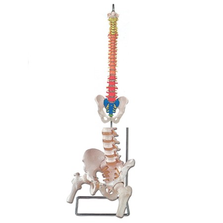 ALTAY SCIENTIFIC MODELLO ANATOMICO COLONNA VERTEBRALE CON CODICE COLORE