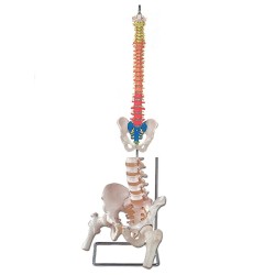 ALTAY SCIENTIFIC MODELLO ANATOMICO COLONNA VERTEBRALE CON CODICE COLORE
