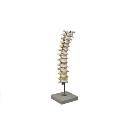 ALTAY SCIENTIFIC MODELLO ANATOMICO COLONNA SPINALE TORACICA
