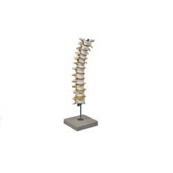 ALTAY SCIENTIFIC MODELLO ANATOMICO COLONNA SPINALE TORACICA