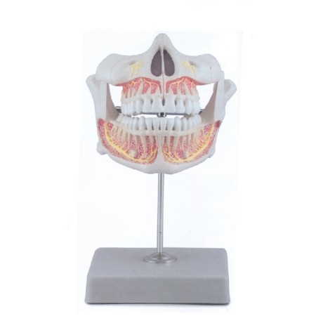 ALTAY SCIENTIFIC MODELLINO ANATOMICO DENTI PERMANENTI